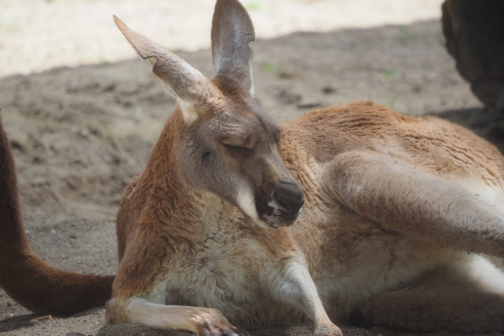 Red Kangaroo