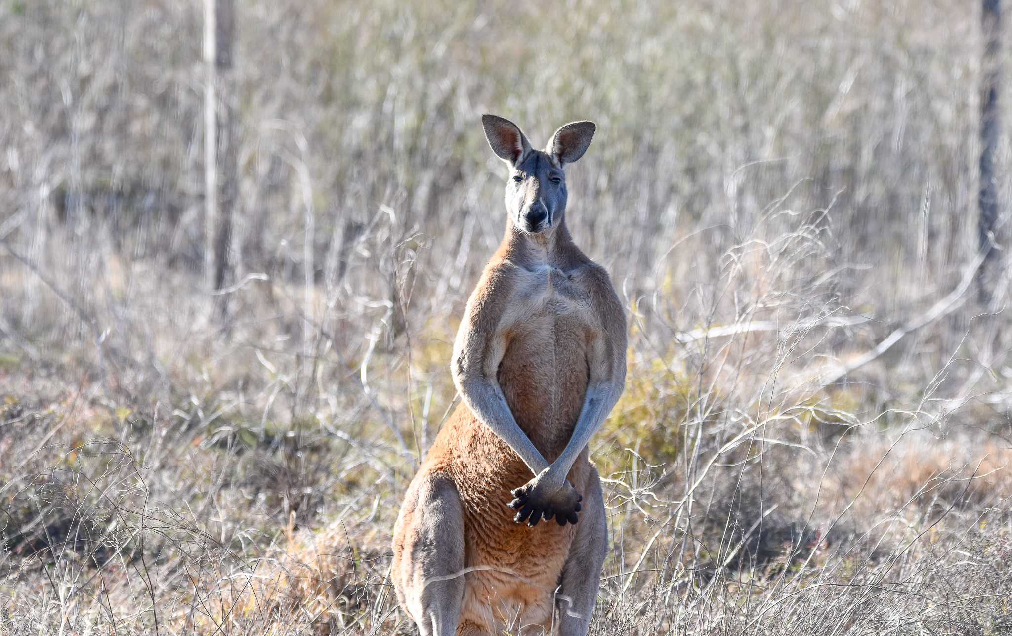 Red Kangaroo