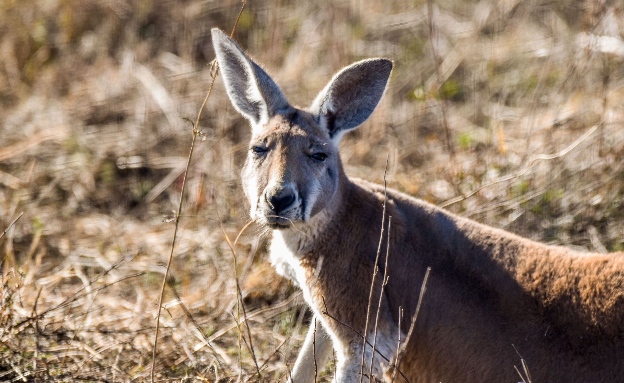 Red Kangaroo