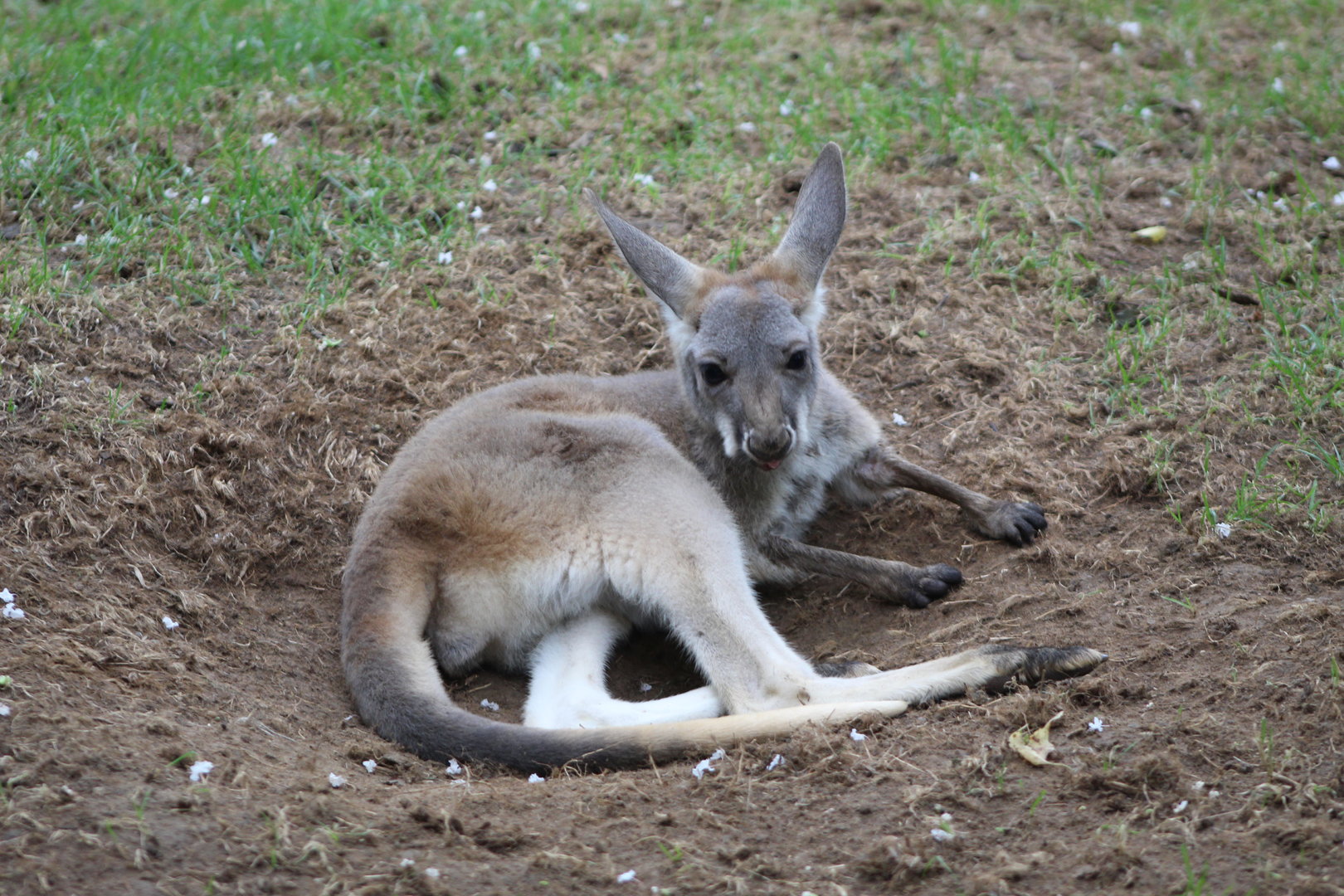 Red Kangaroo