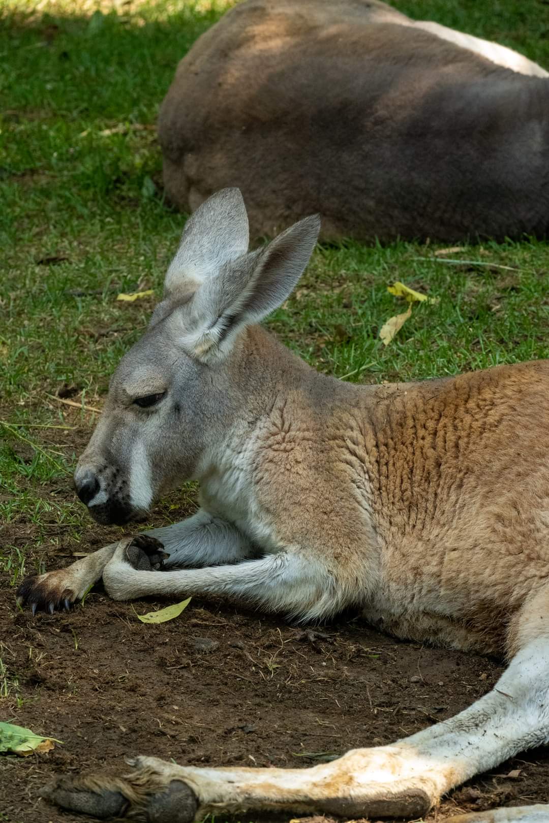 Red Kangaroo