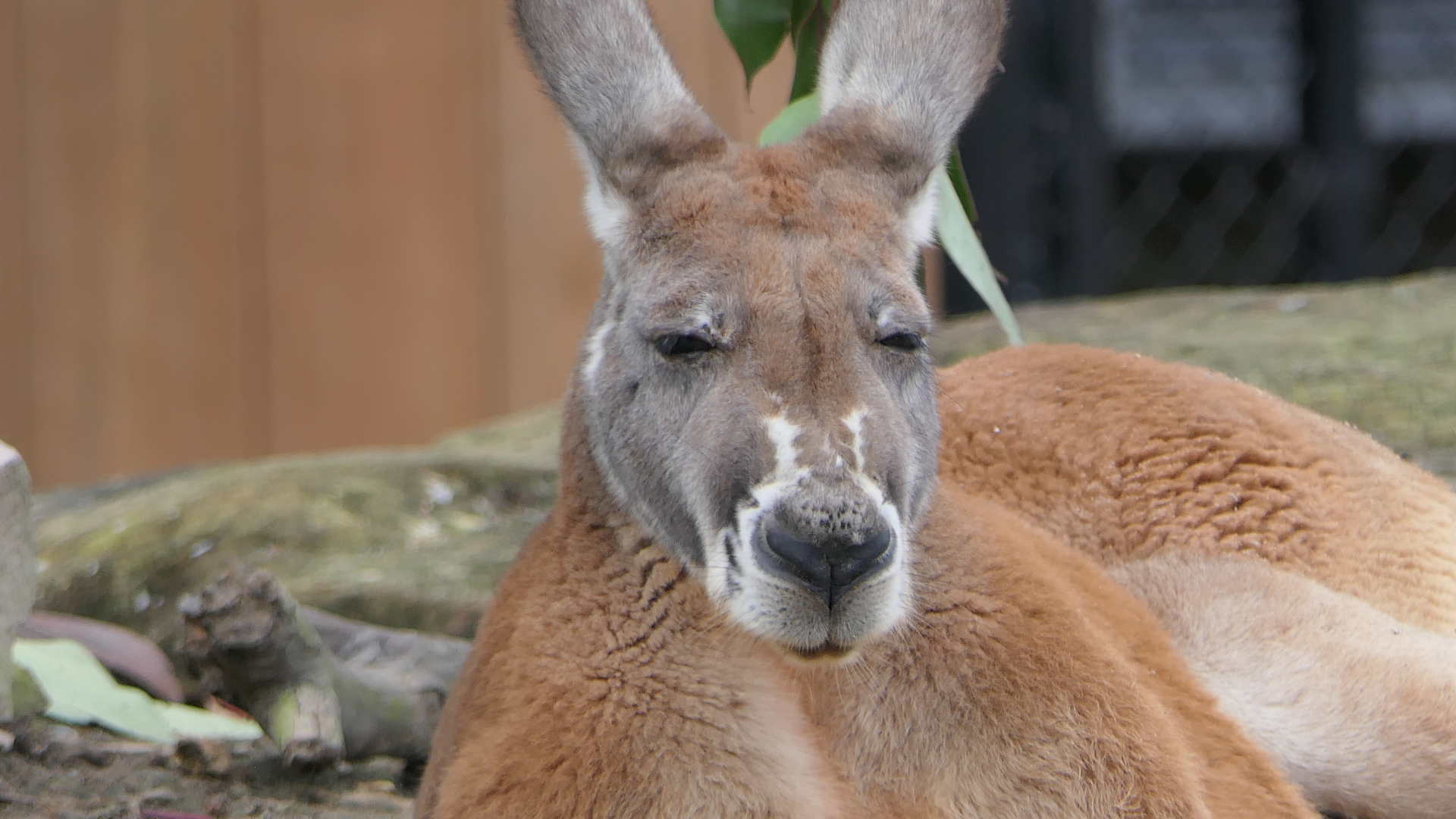Red Kangaroo
