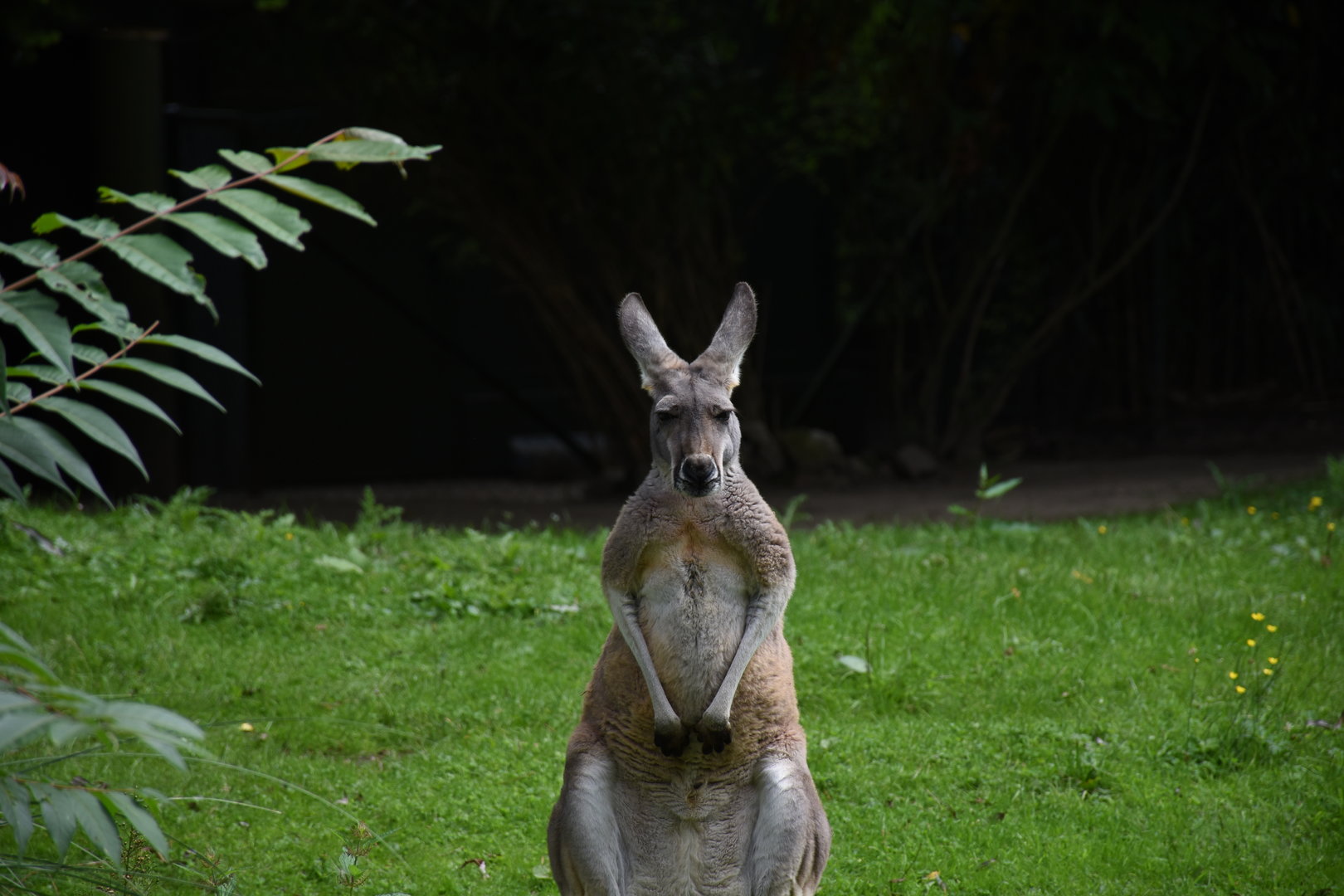 Red kangaroo