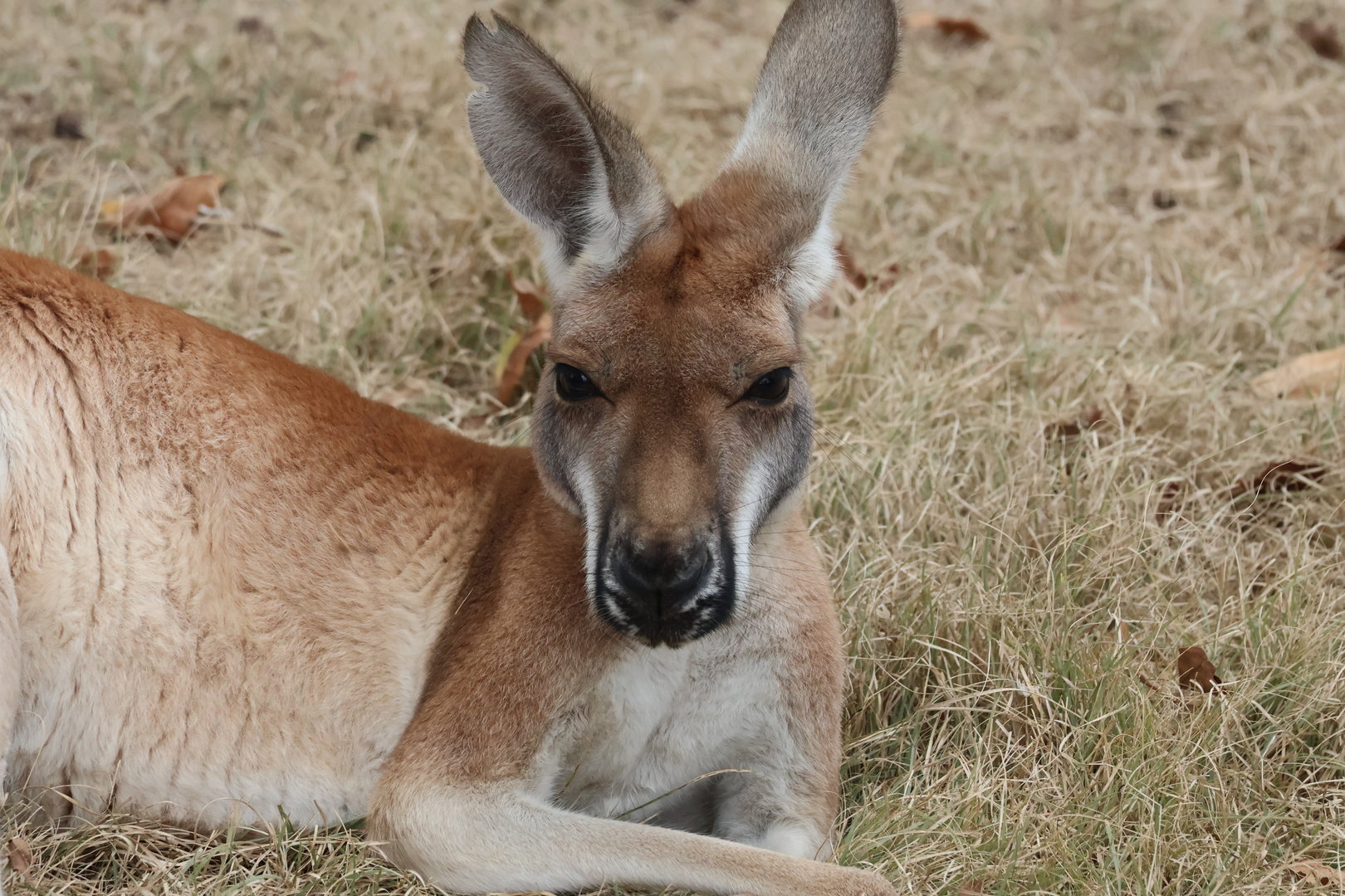 Red Kangaroo