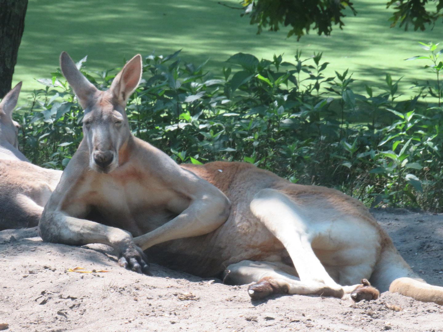 Red kangaroo
