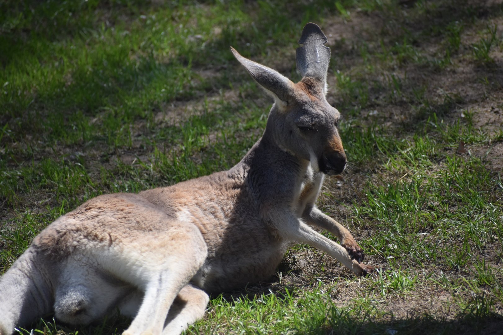 Red Kangaroo