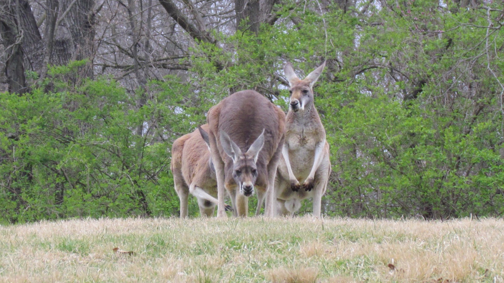 Red Kangaroo
