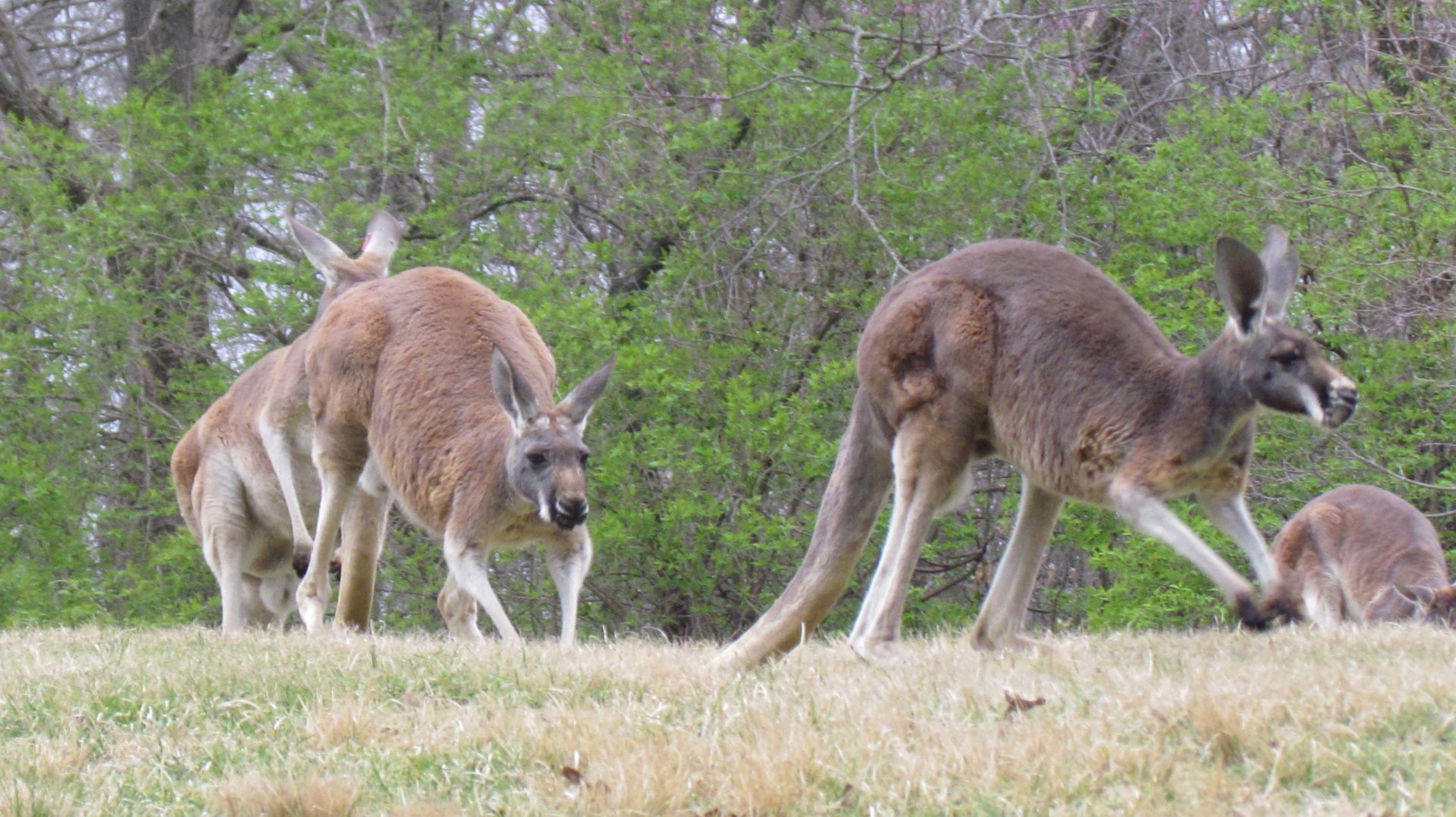 Red Kangaroo