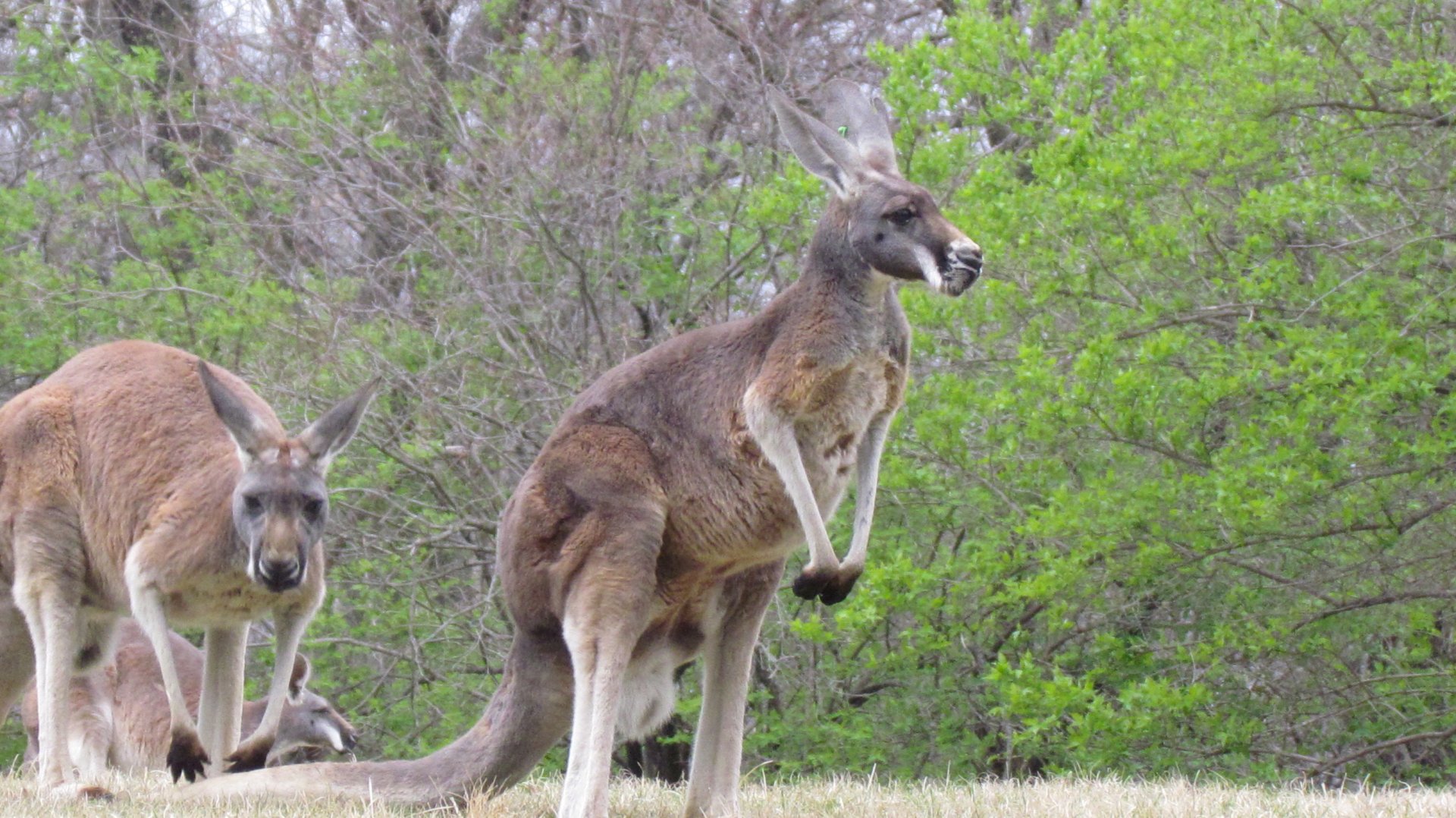 Red Kangaroo