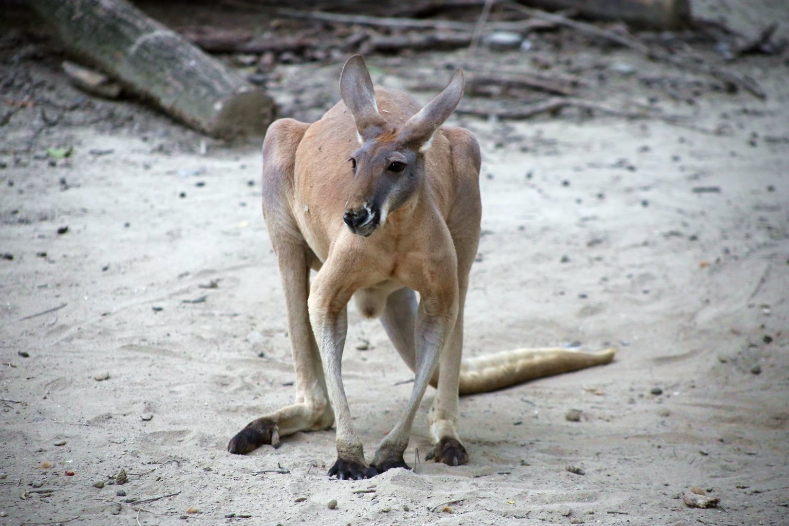 Red Kangaroo