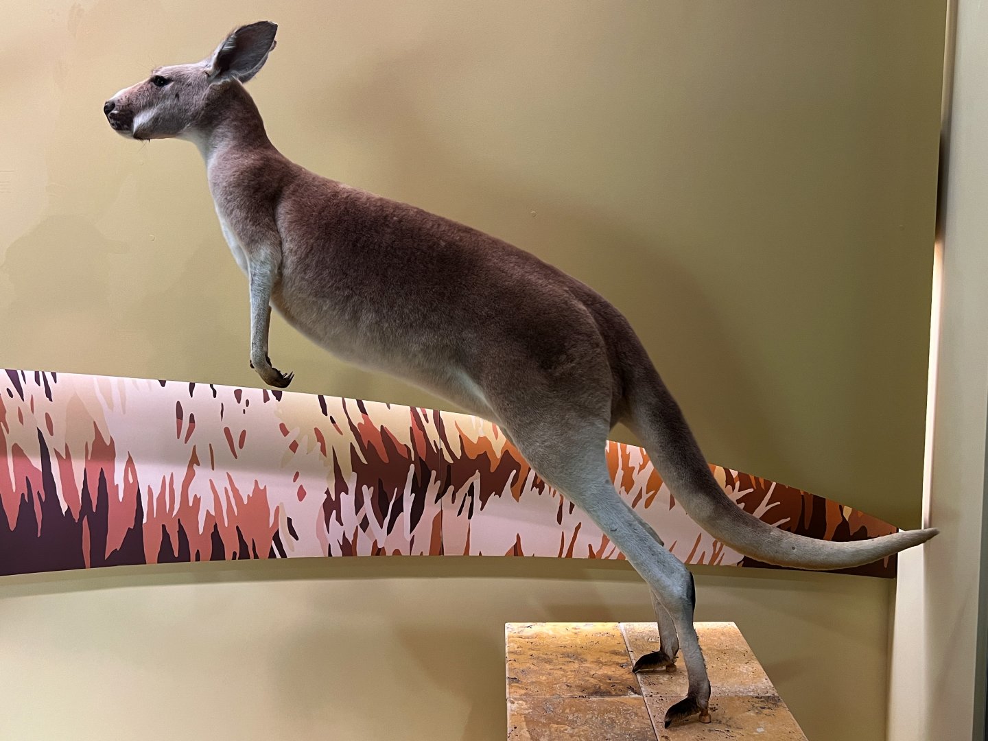 Red Kangaroo