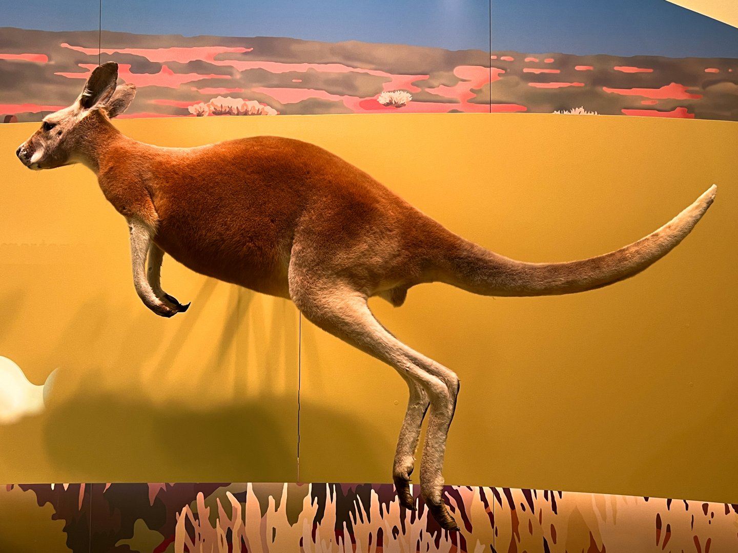 Red Kangaroo
