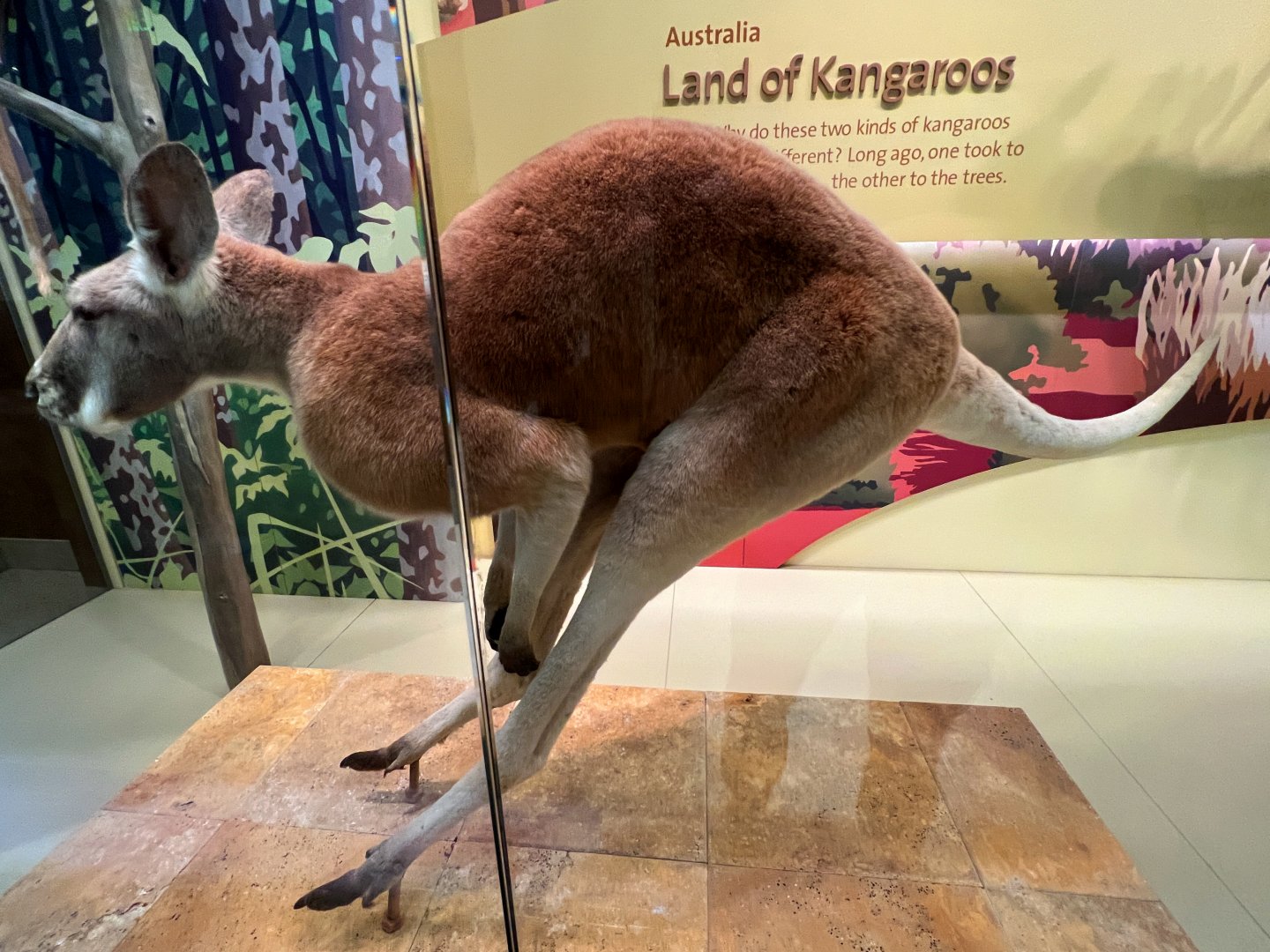 Red Kangaroo