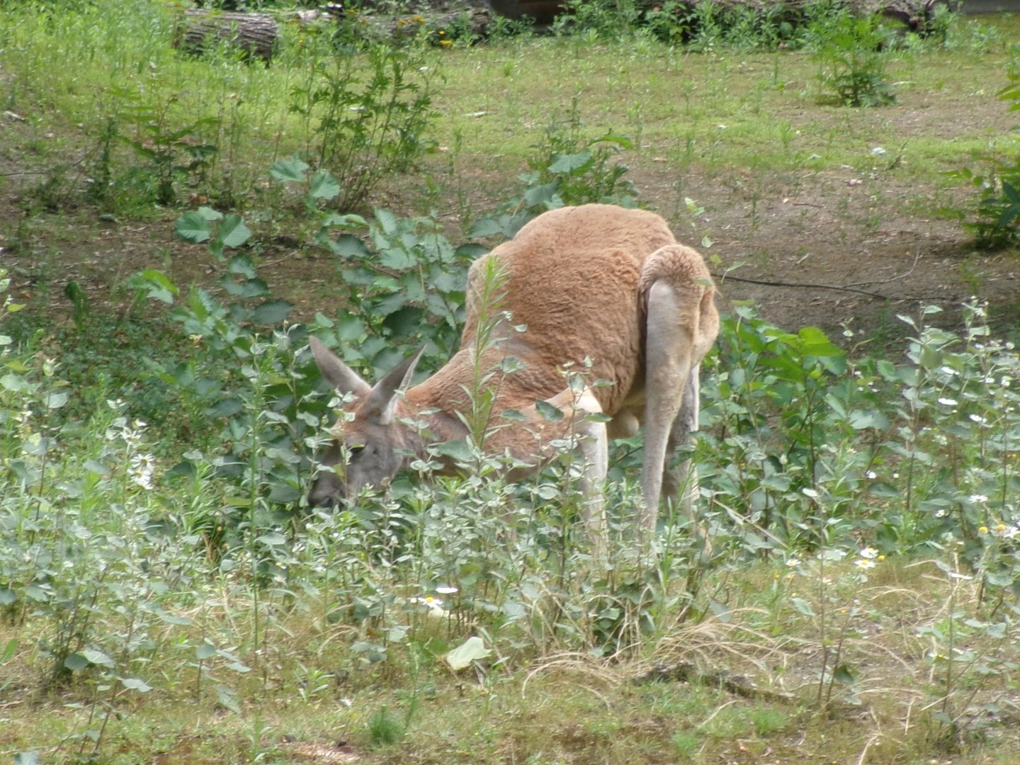 Red kangaroo