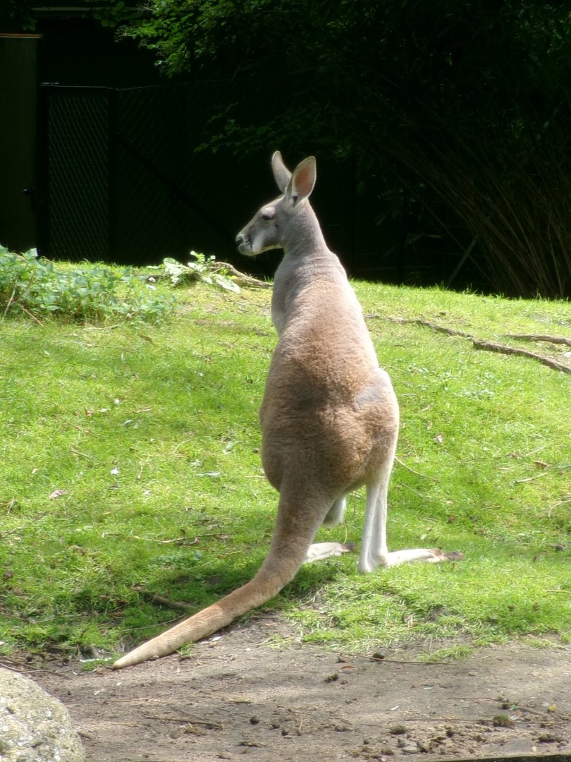 Red kangaroo