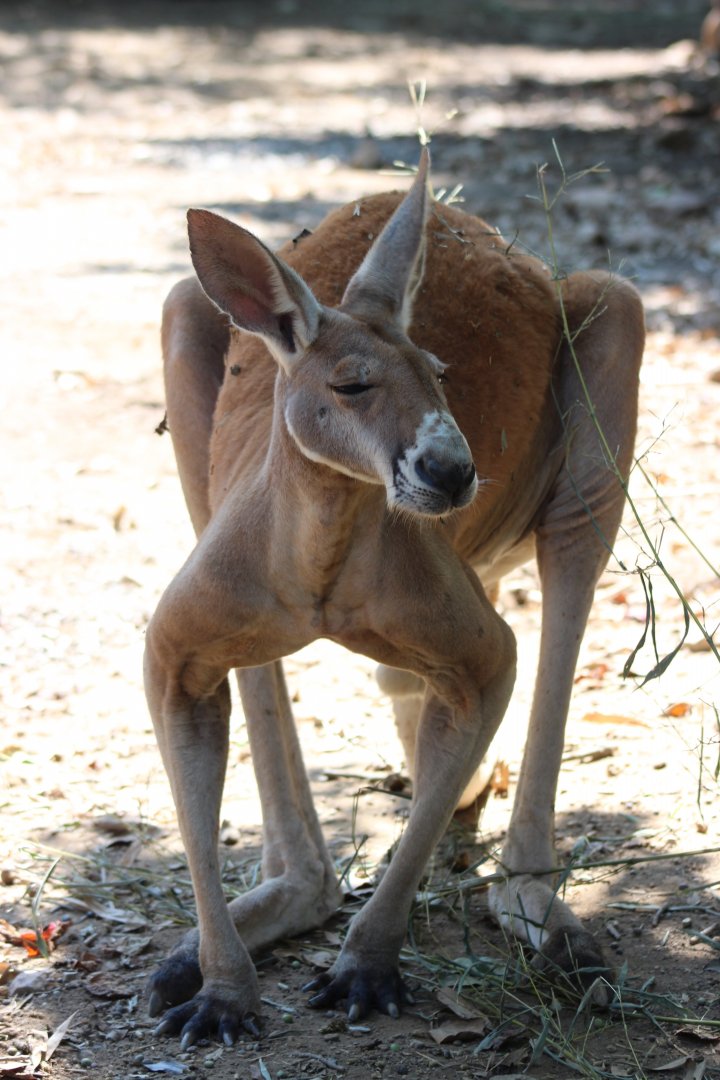 Red Kangaroo