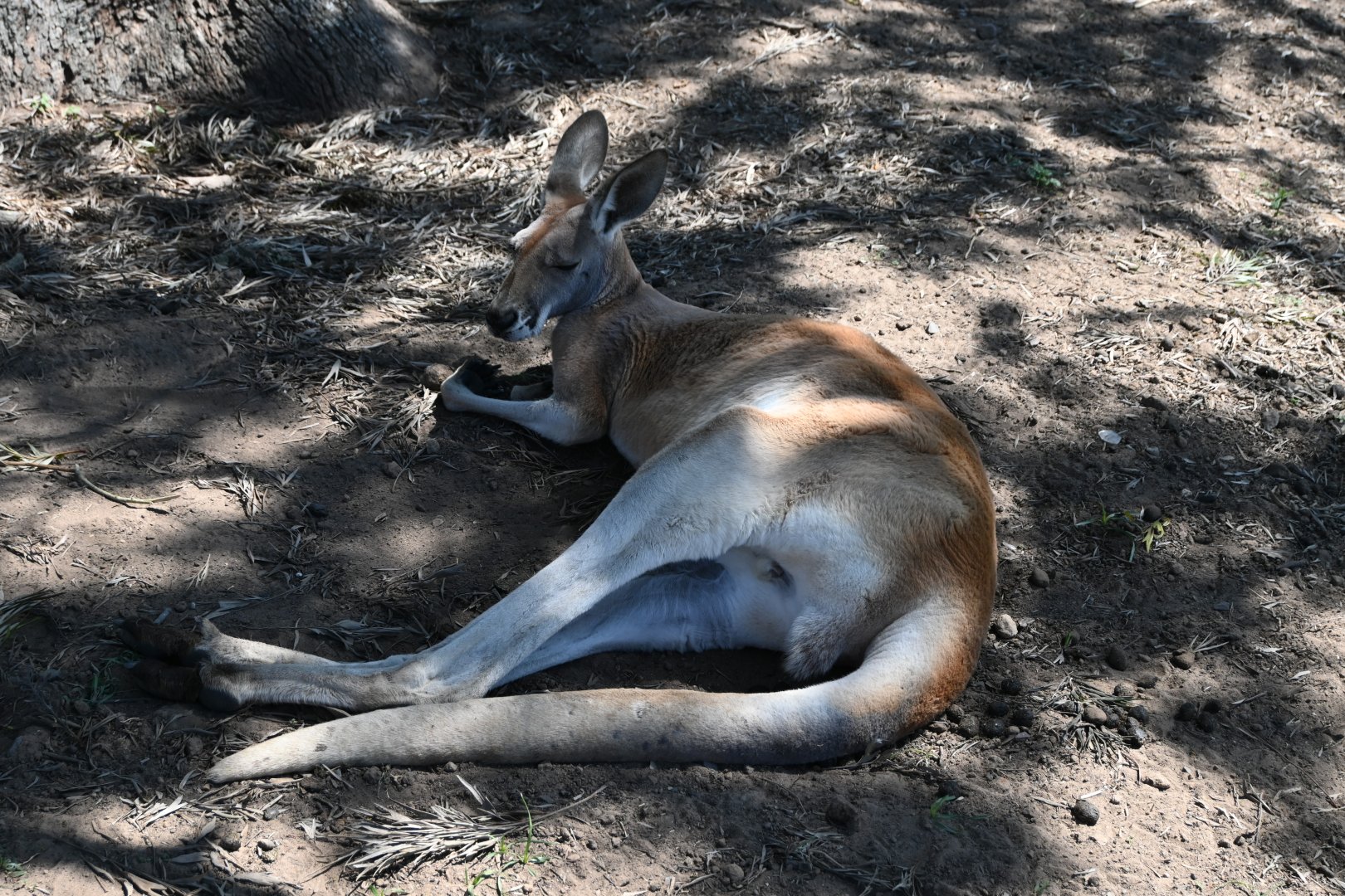 Red Kangaroo