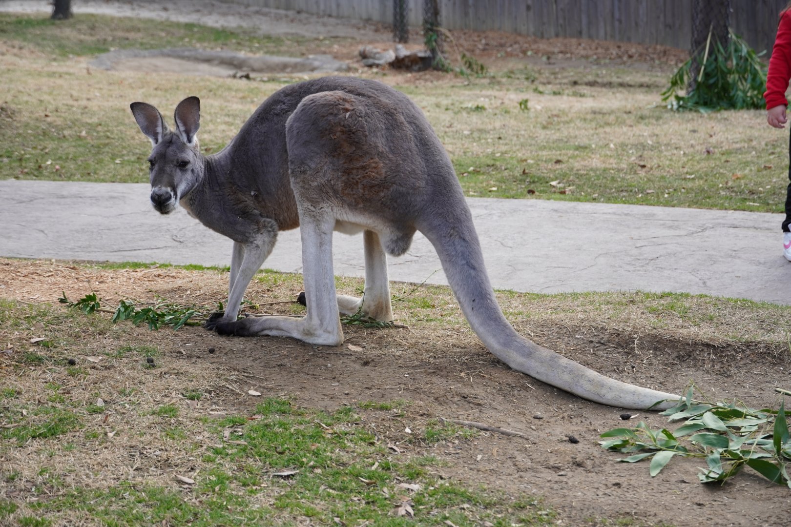 Red Kangaroo