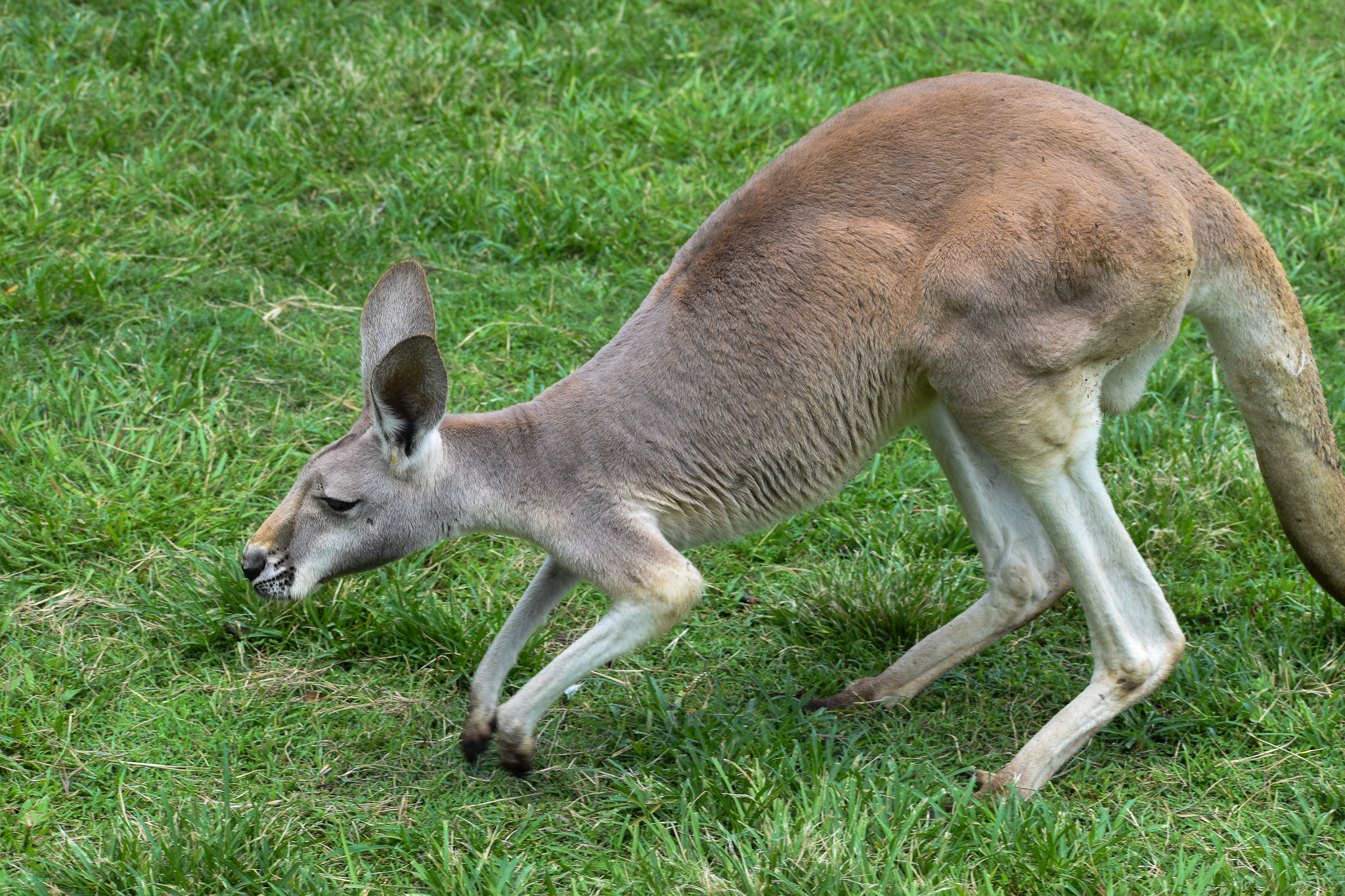 Red Kangaroo