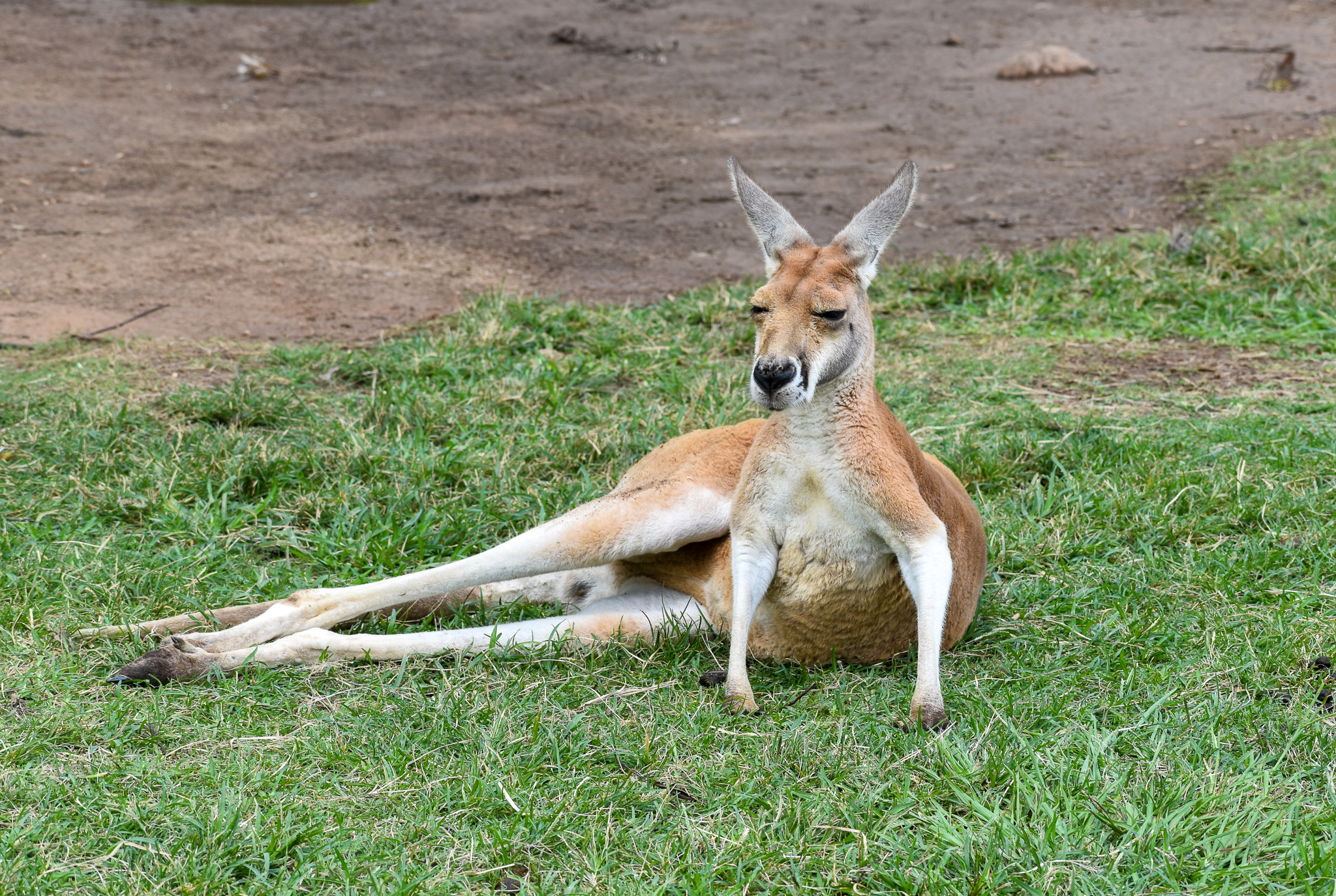 Red Kangaroo