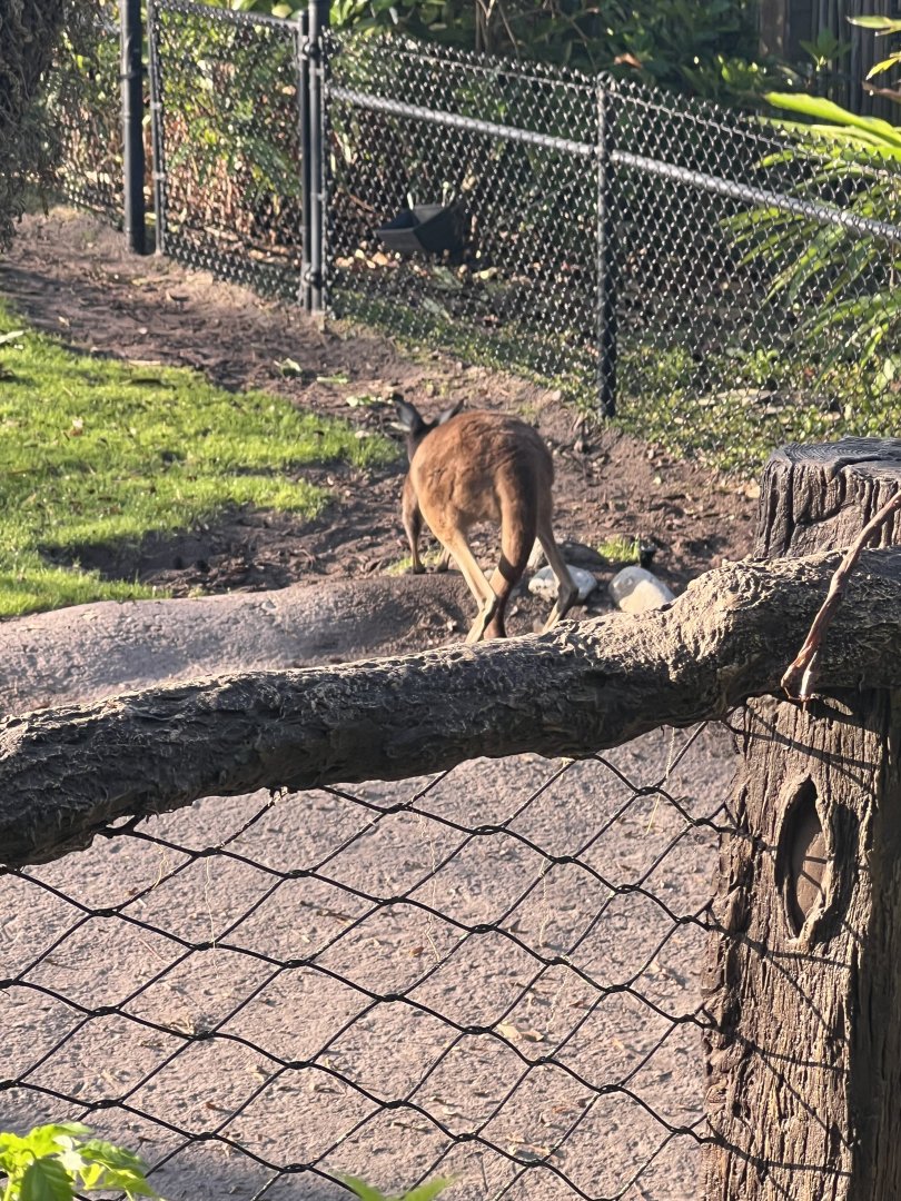 Red Kangaroo