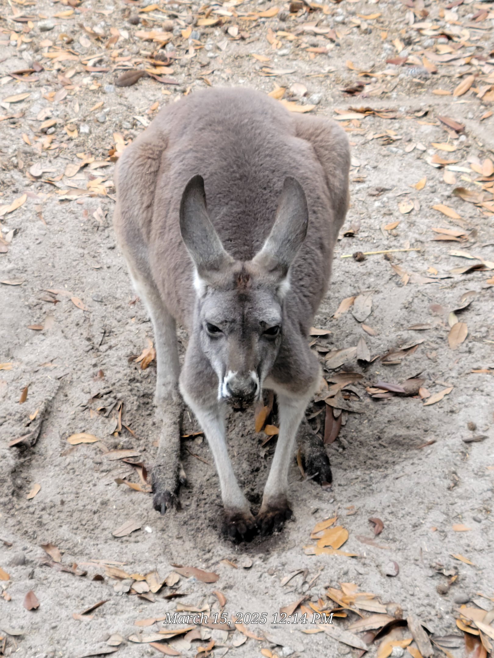 Red Kangaroo
