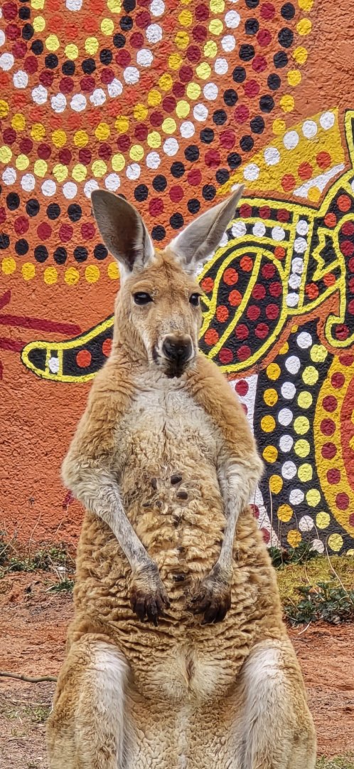 Red kangaroo