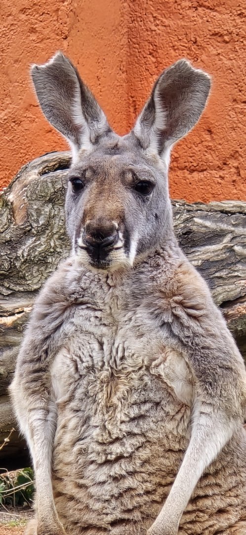 Red kangaroo