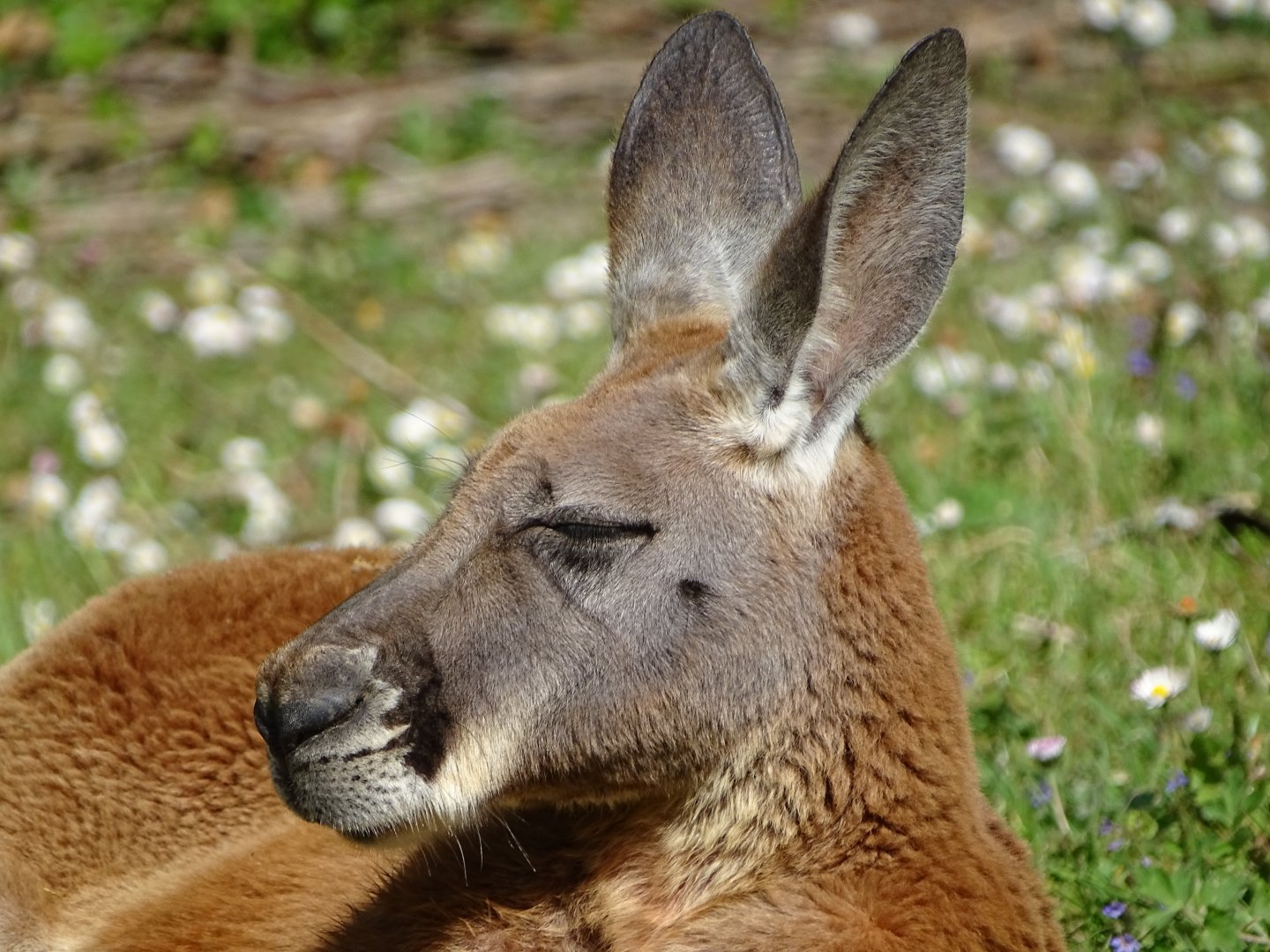 Red kangaroo
