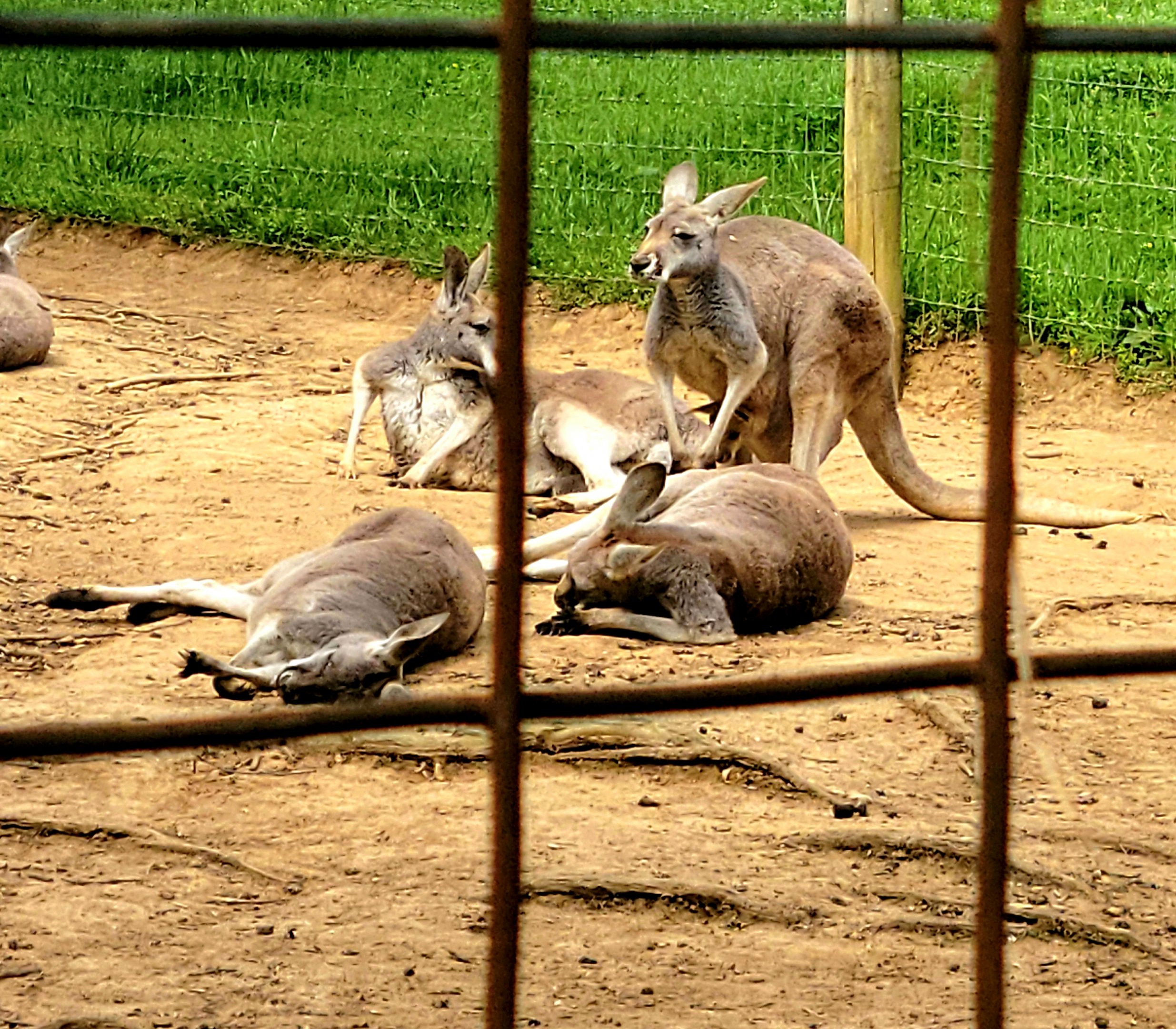 Red Kangaroo