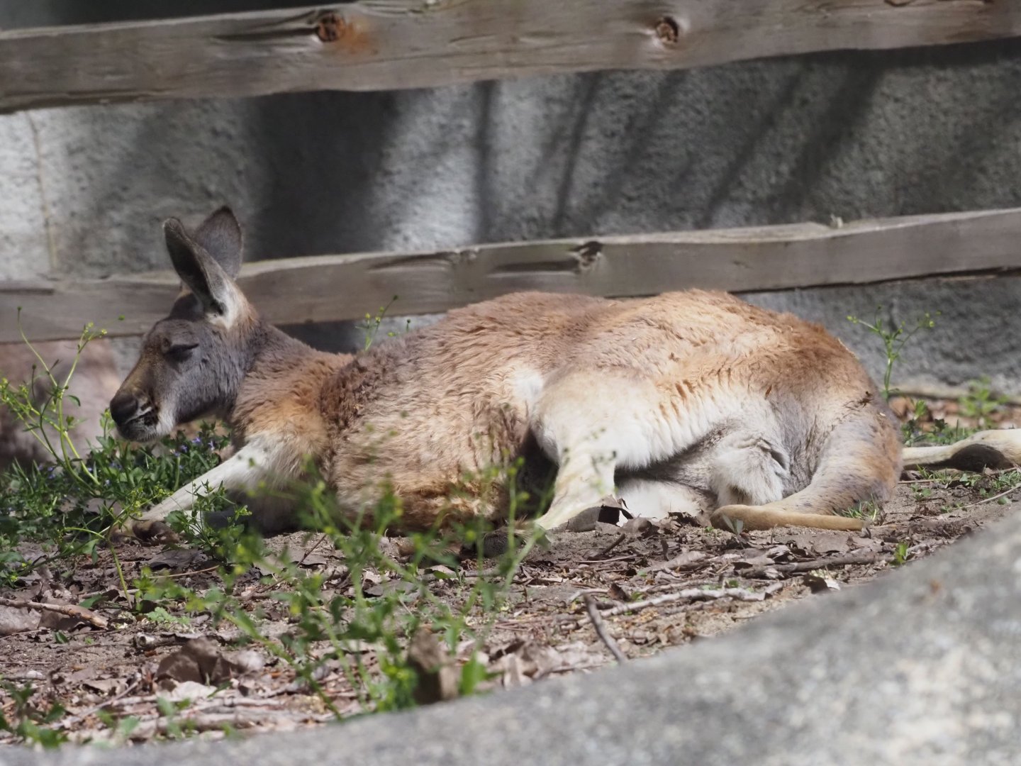 Red Kangaroo