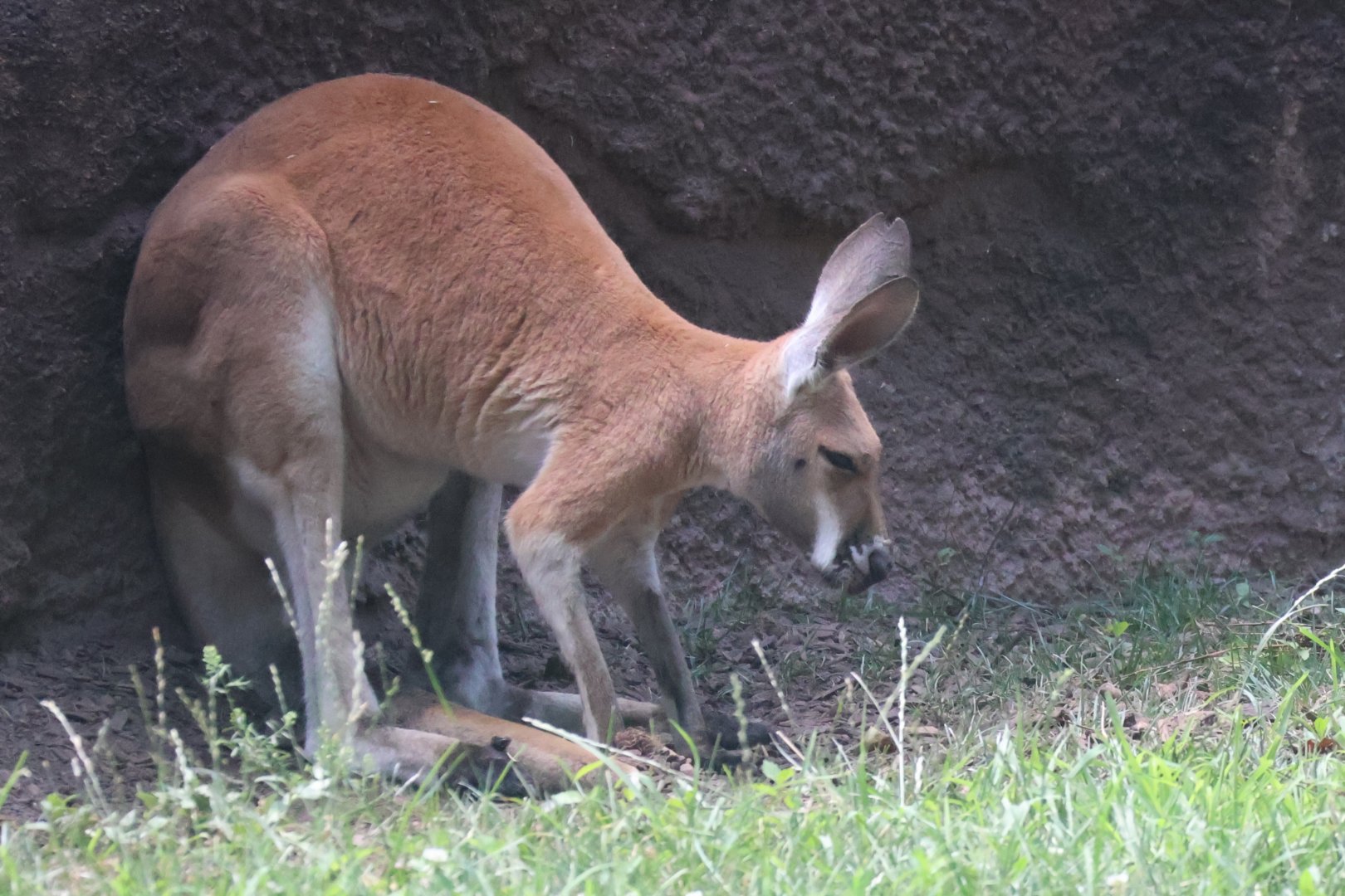 Red kangaroo