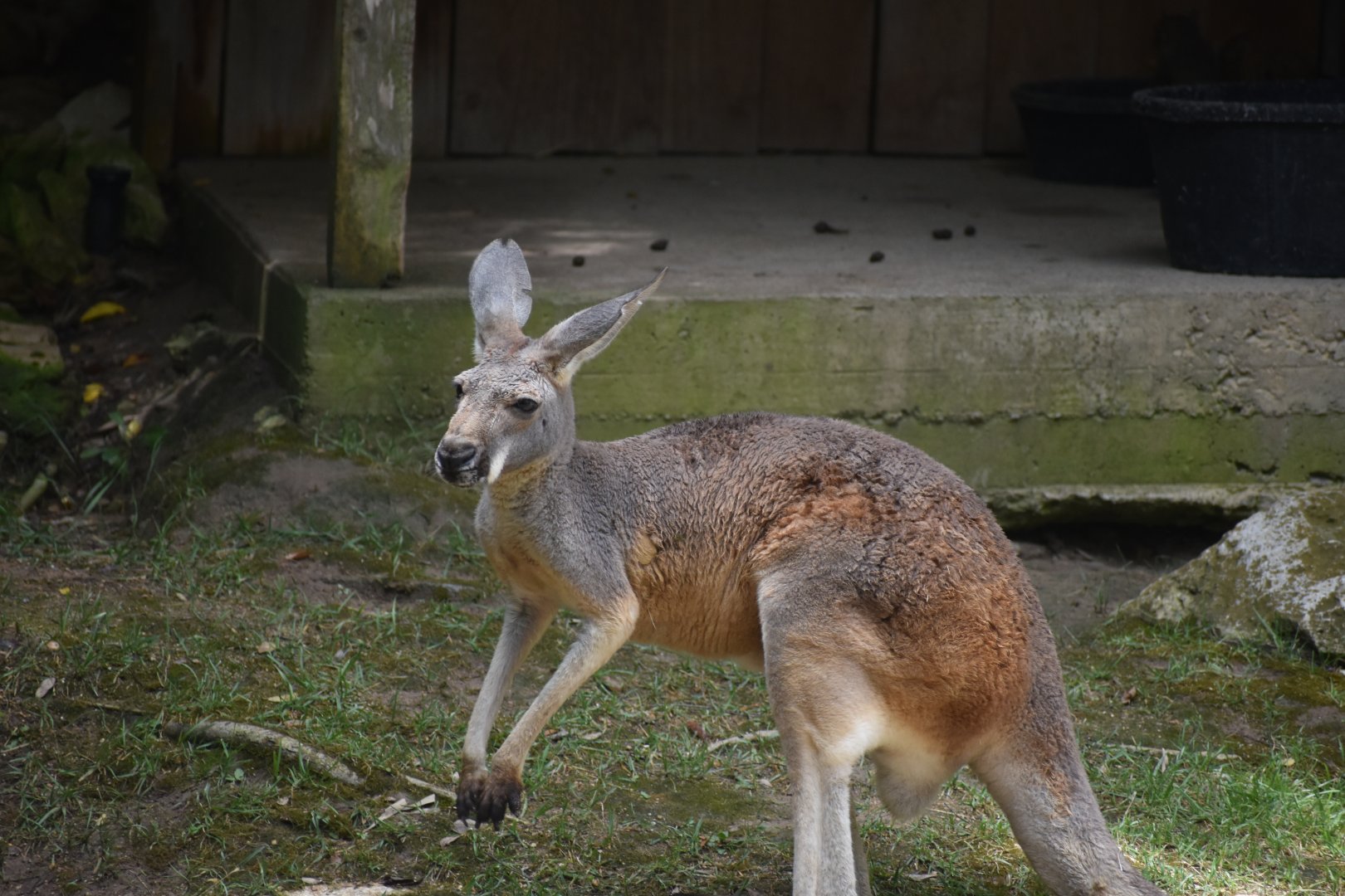 Red Kangaroo