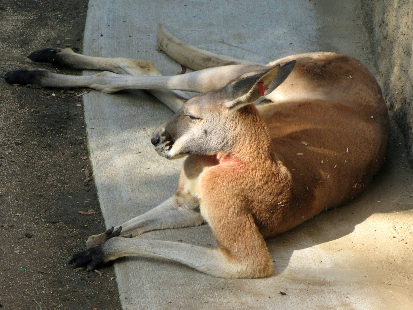 Red Kangaroo