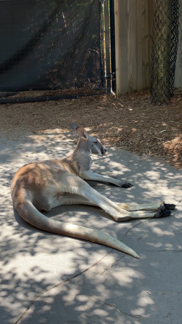 Red Kangaroo