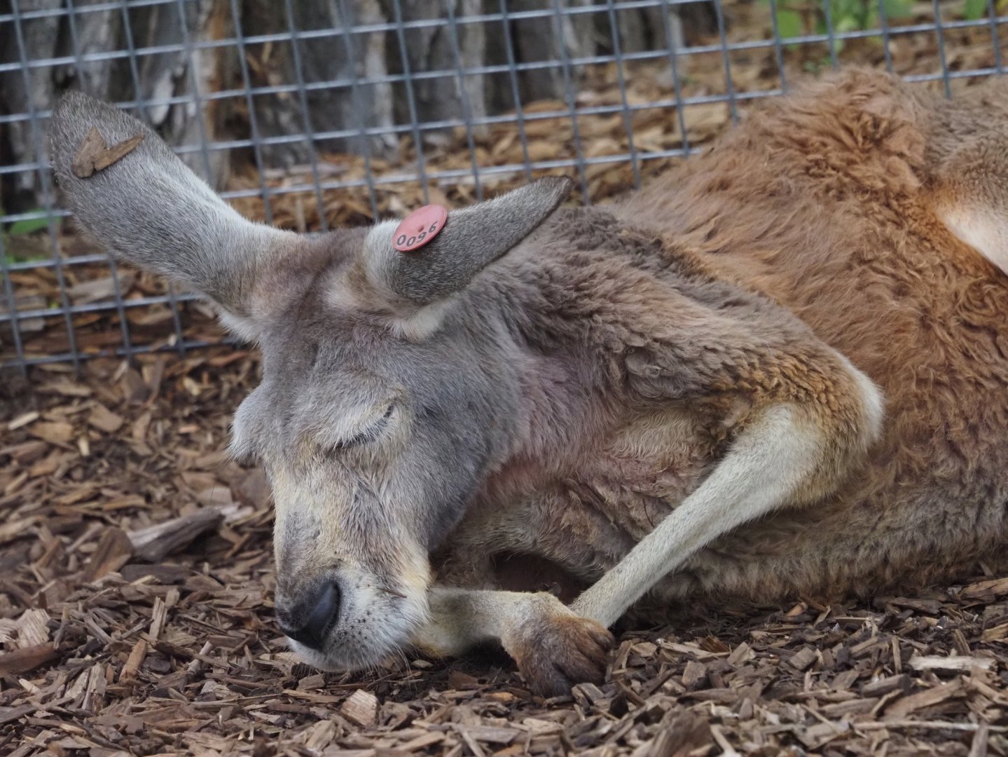 Red Kangaroo