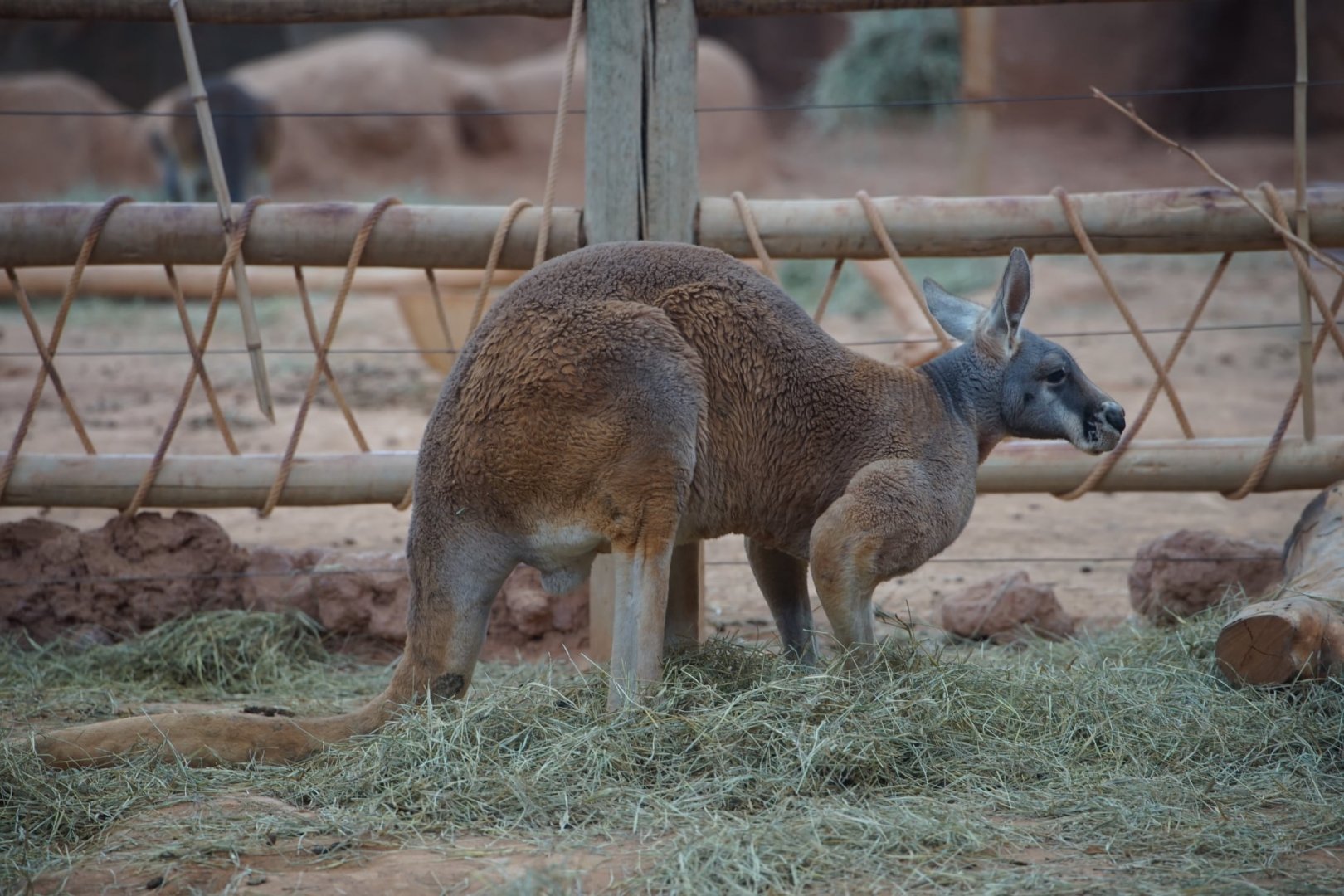 Red Kangaroo