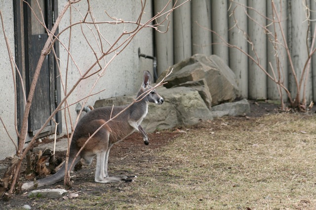 Red Kangaroo