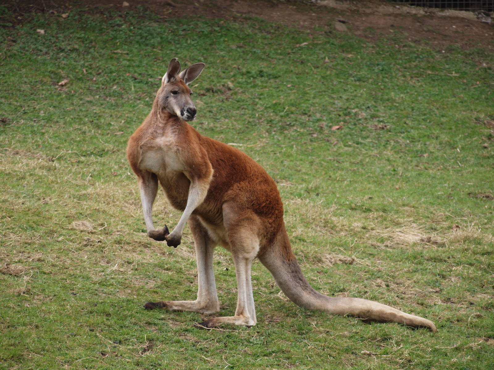 Red Kangaroo