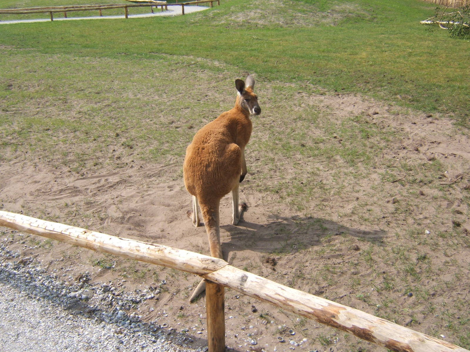 Red Kangaroo