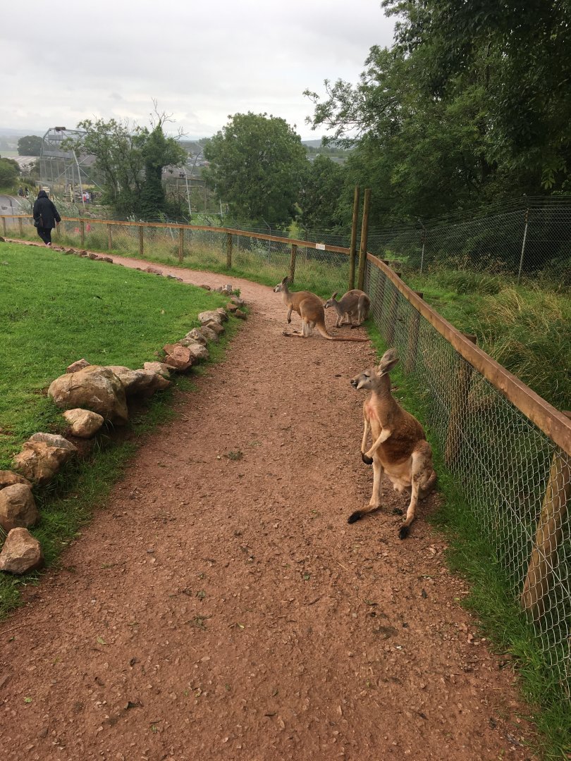 Red kangaroos 020817