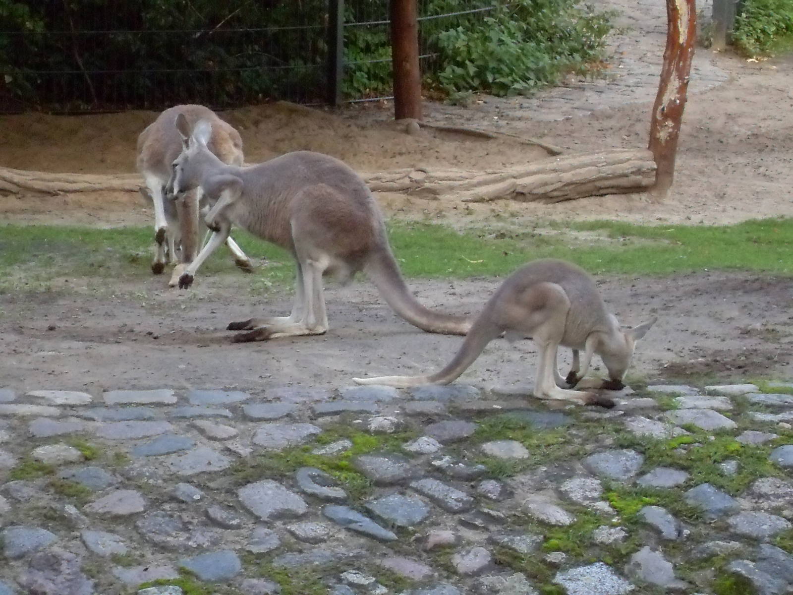 red kangaroos 030910