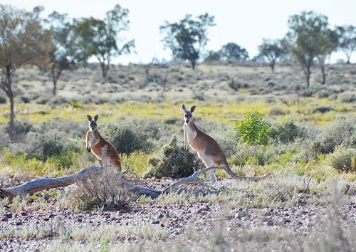 Red kangaroos. 1