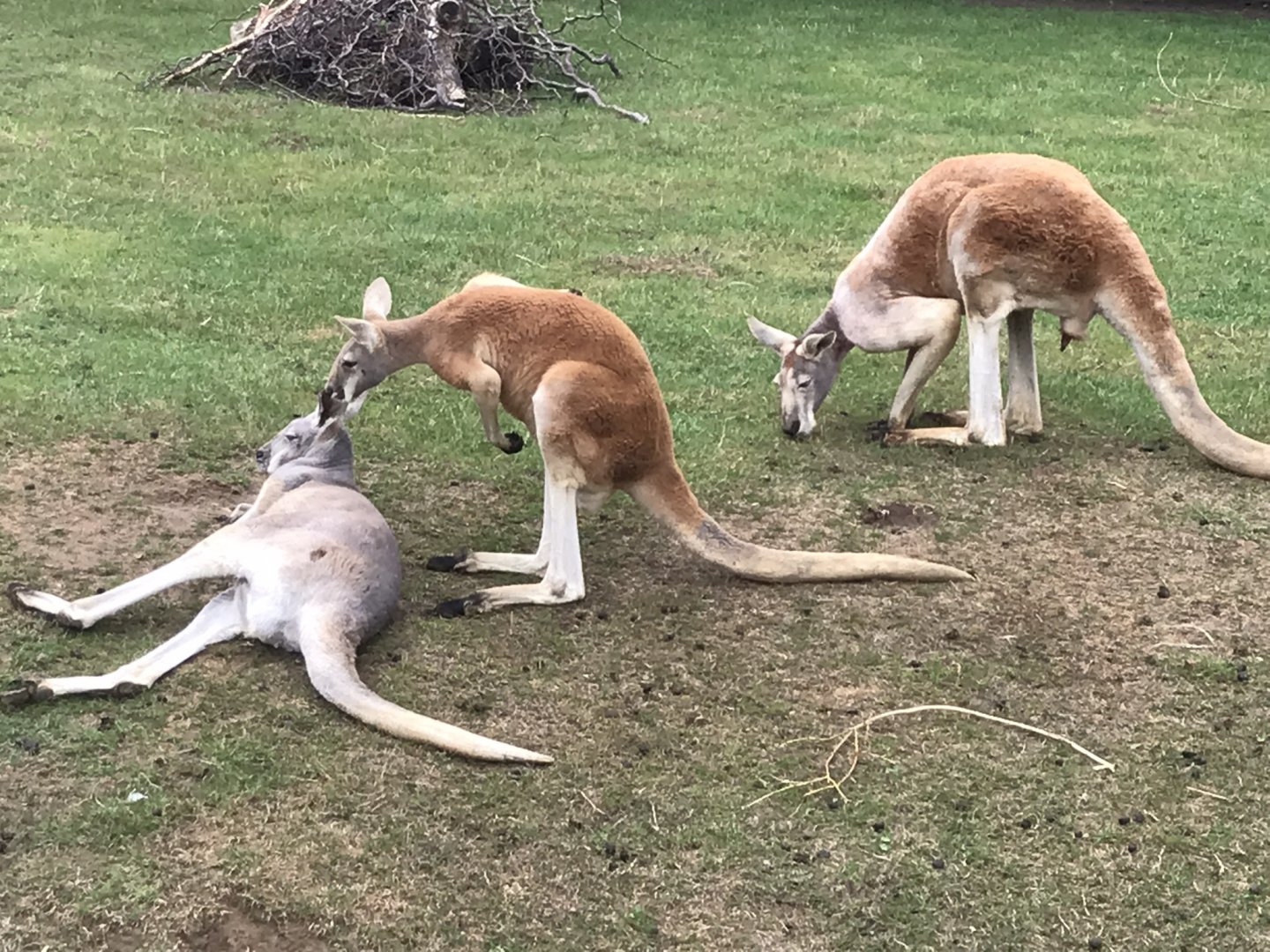 Red kangaroos 100818