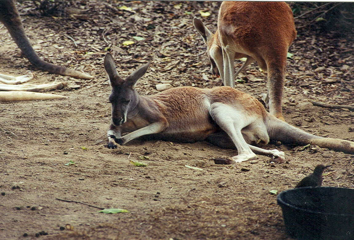 Red Kangaroos - 1999