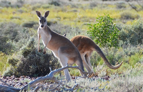 Red kangaroos. 2