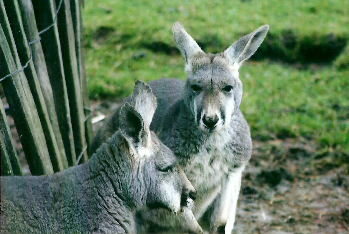 Red Kangaroos 27th December 2012
