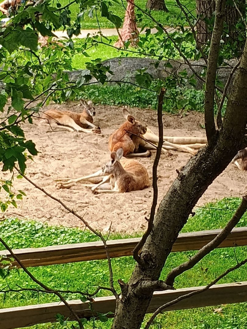 Red Kangaroos (7/6/24)