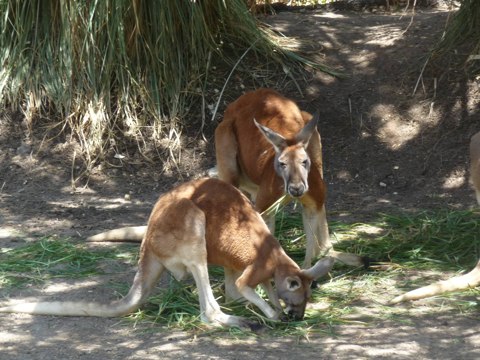 Red Kangaroos Africam Safari