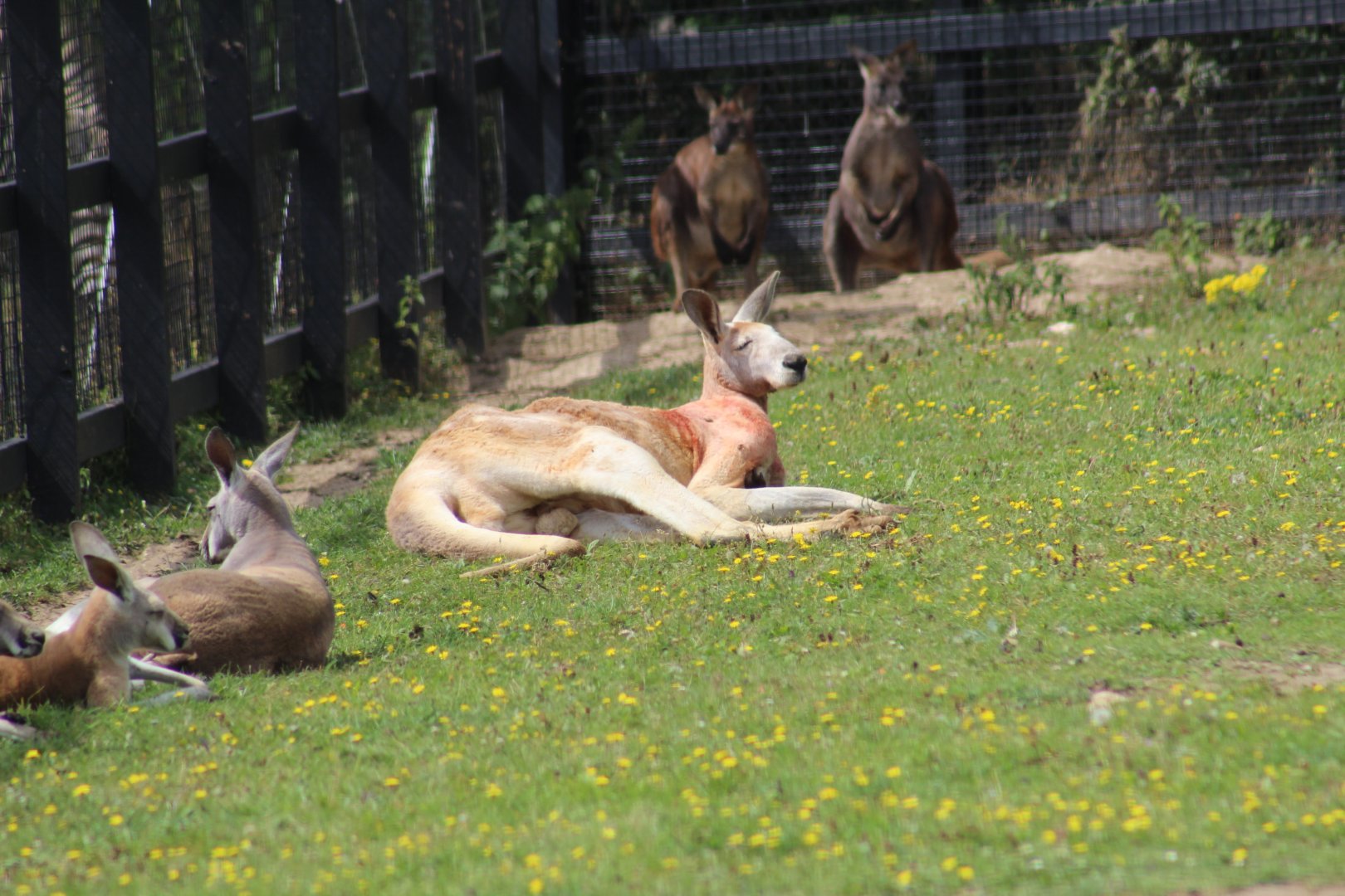 Red Kangaroos and Eastern Wallaroos
